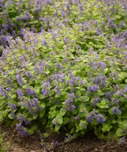 Chartreuse on the Loose Catmint Perennial - Nepeta - Quart Pot Live Plant - Image 2