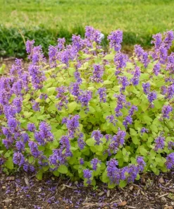 Chartreuse on the Loose Catmint Perennial - Nepeta - Quart Pot Live Plant - Image 3