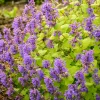 Chartreuse on the Loose Catmint Perennial - Nepeta - Quart Pot Live Plant - Image 1