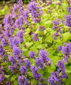 Chartreuse on the Loose Catmint Perennial - Nepeta - Quart Pot Live Plant - Image 1