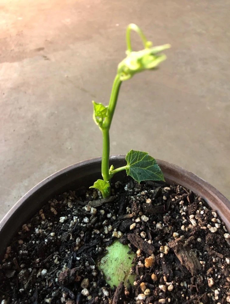 Chayote Live Plant - Organic Sechium Edule, Large Fruit, 5" Pot, Vegetable - Image 2