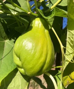 Chayote Live Plant - Organic Sechium Edule, Large Fruit, 5