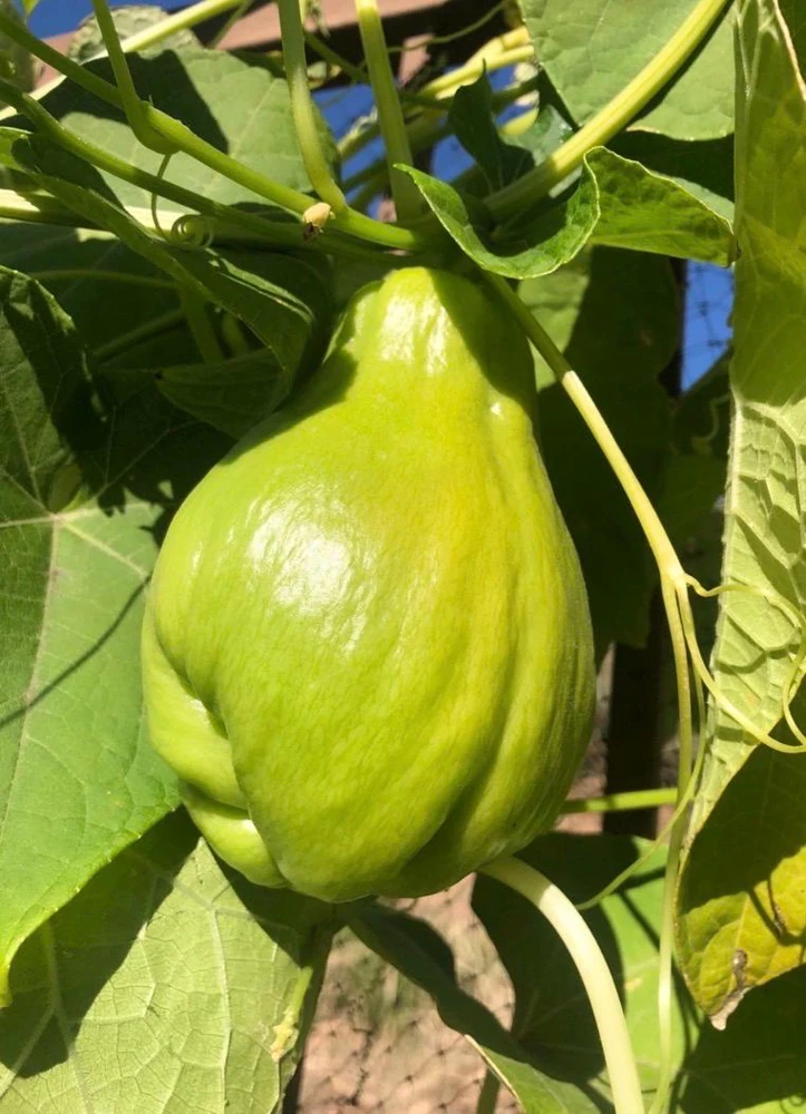 Chayote Live Plant - Organic Sechium Edule, Large Fruit, 5" Pot, Vegetable - Image 3