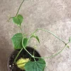 Chayote Live Plant - Organic Sechium Edule, Large Fruit, 5" Pot, Vegetable - Image 1