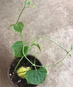 Chayote Live Plant - Organic Sechium Edule, Large Fruit, 5