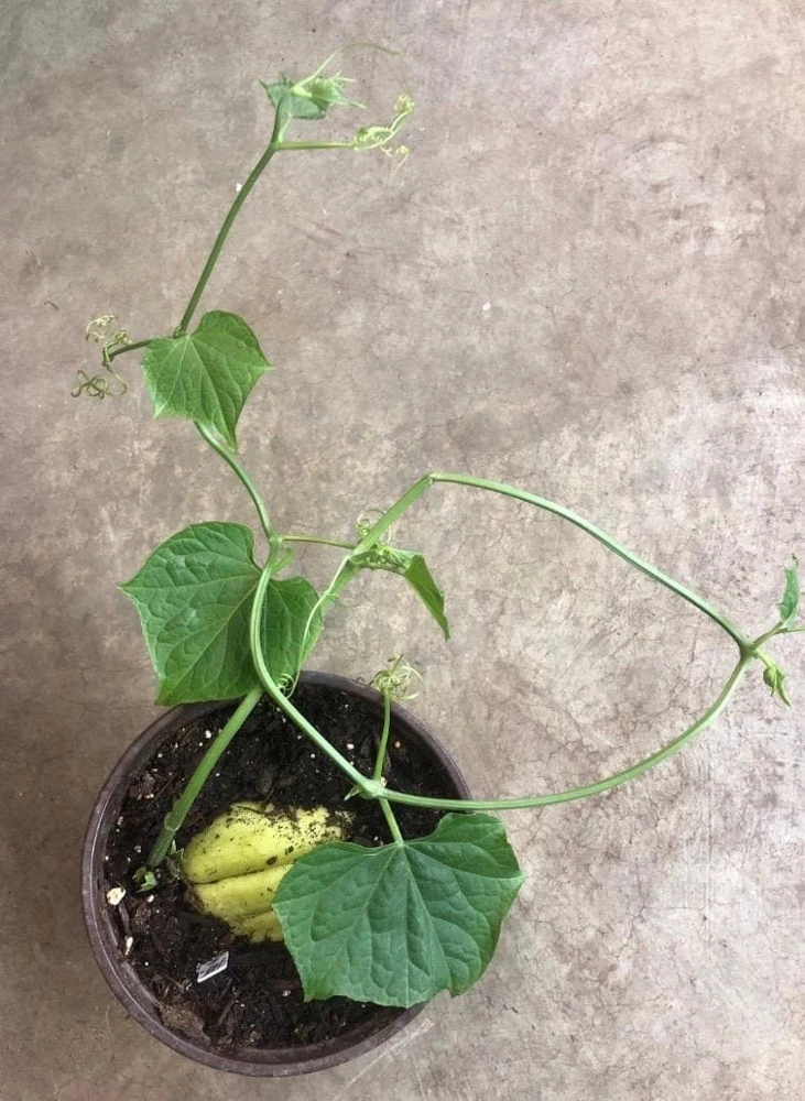 Chayote Live Plant - Organic Sechium Edule, Large Fruit, 5" Pot, Vegetable - Image 1