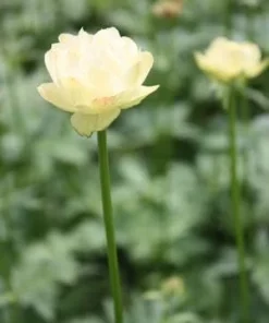 Cheddar Globeflower Live Plant – Trollius 'Cheddar' – 2.5" Pot – Outdoor - Image 2