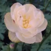 Cheddar Globeflower Live Plant – Trollius 'Cheddar' – 2.5" Pot – Outdoor - Image 1