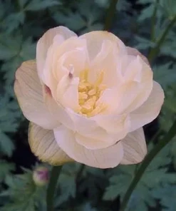 Cheddar Globeflower Live Plant – Trollius 'Cheddar' – 2.5