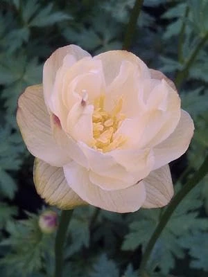 Cheddar Globeflower Live Plant – Trollius 'Cheddar' – 2.5" Pot – Outdoor - Image 1