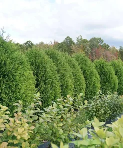 Cheer Drops Arborvitae Live Plant – Thuja – 4 inch Pot – Outdoor Shrub - Image 2