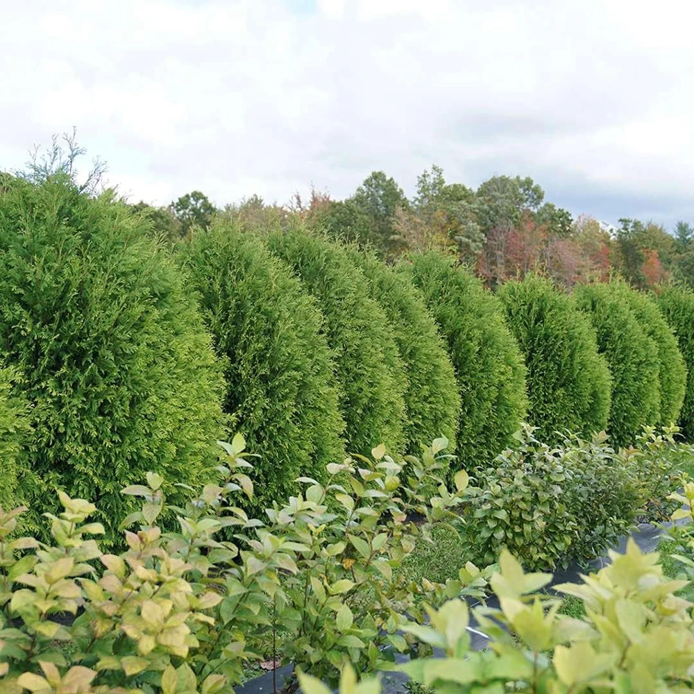 Cheer Drops Arborvitae Live Plant – Thuja – 4 inch Pot – Outdoor Shrub - Image 2