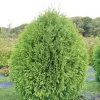 Cheer Drops Arborvitae Live Plant – Thuja – 4 inch Pot – Outdoor Shrub - Image 1