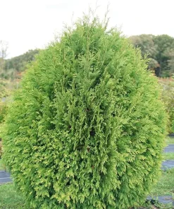 Cheer Drops Arborvitae Live Plant – Thuja – 4 inch Pot – Outdoor Shrub - Image 1