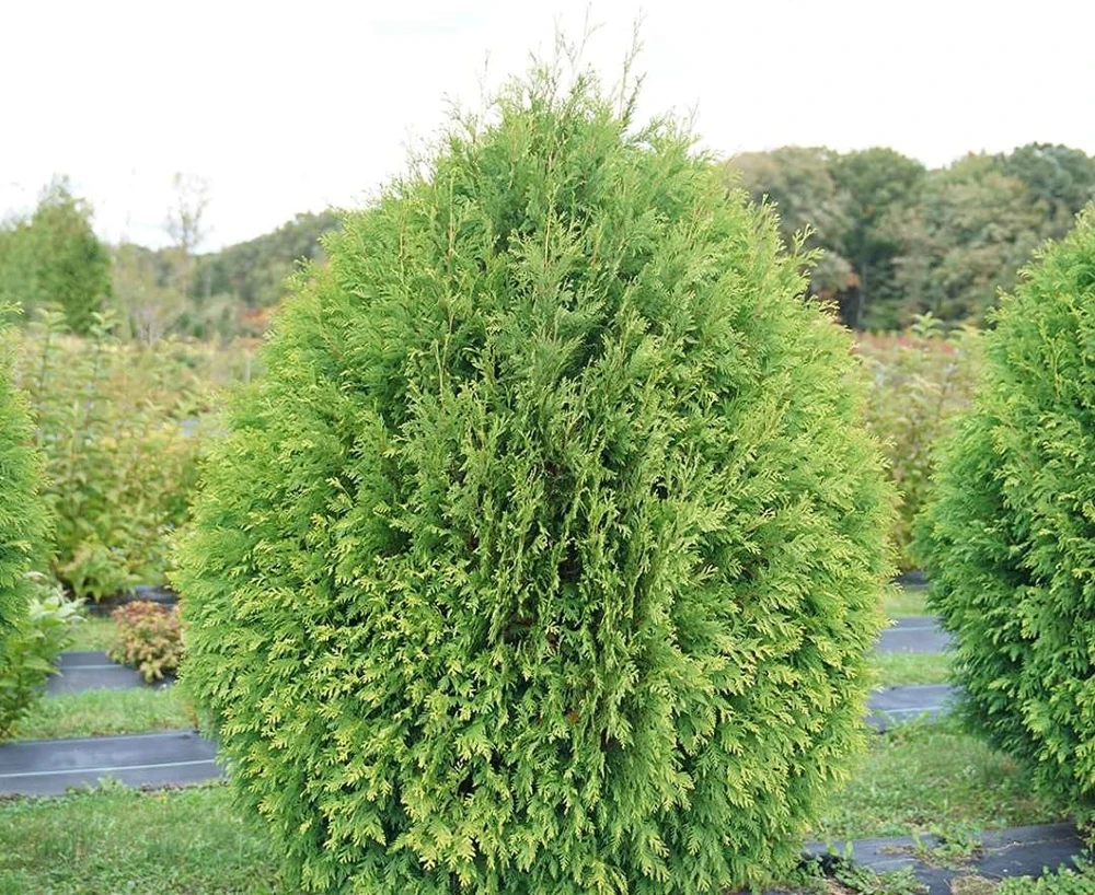 Cheer Drops Arborvitae Live Plant – Thuja – 4 inch Pot – Outdoor Shrub - Image 1