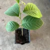 Cherimoya Live Plant - 1 Year Seedling, Custard Apple, Annona cherimola, 3 inch pot - Image 1