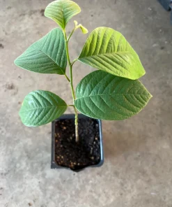 Cherimoya Live Plant - 1 Year Seedling, Custard Apple, Annona cherimola, 3 inch pot - Image 1