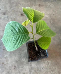 Cherimoya Live Plant - 1 Year Seedling, Custard Apple, Annona cherimola, 3 inch pot - Image 2