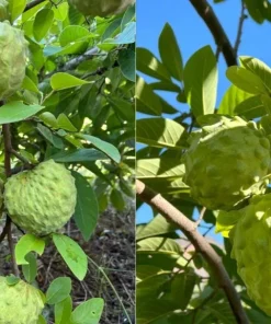 Cherimoya Live Plant Seedling - 2-2.5 ft Tall in 1 Gallon Pot, Fruit Tree - Image 2