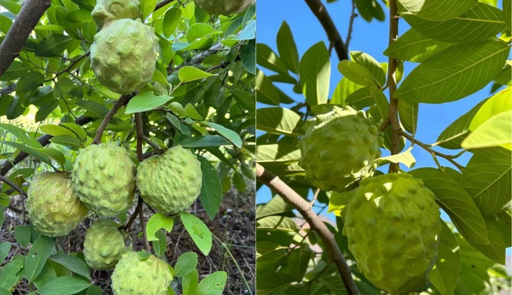 Cherimoya Live Plant Seedling - 2-2.5 ft Tall in 1 Gallon Pot, Fruit Tree - Image 2