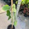 Cherimoya Live Plant Seedling - 2-2.5 ft Tall in 1 Gallon Pot, Fruit Tree - Image 1