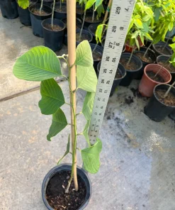 Cherimoya Live Plant Seedling - 2-2.5 ft Tall in 1 Gallon Pot, Fruit Tree - Image 1