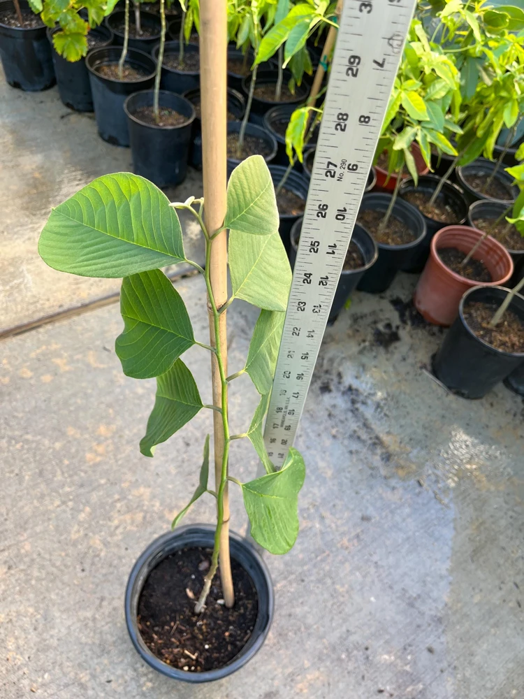 Cherimoya Live Plant Seedling - 2-2.5 ft Tall in 1 Gallon Pot, Fruit Tree - Image 1