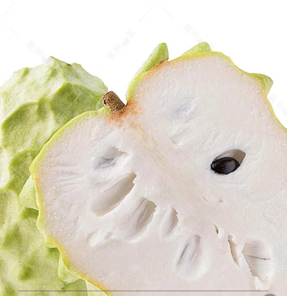 Cherimoya Live Plant Seedling - 2-2.5 ft Tall in 1 Gallon Pot, Fruit Tree - Image 3