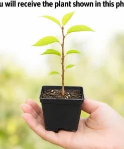 Cherry Blossom Tree Live Plant - Hardy Ornamental Flowering, 5-10 Inch, 2.5 Inch Pot - Image 2