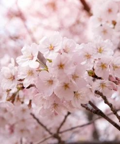 Cherry Blossom Trees Live Plant - Set of 2 Ornamental Flowering, 5-10 Inches Tall, 2.5 Inch Pot - Image 4