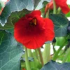 Cherry Crumble Nasturtium Seeds - 30 Annual Flower Seeds - Image 1