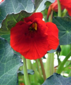 Cherry Crumble Nasturtium Seeds - 30 Annual Flower Seeds - Image 1