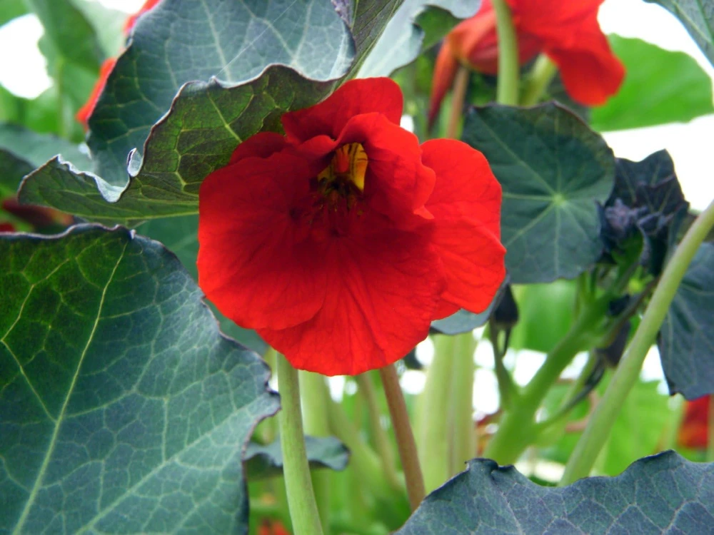 Cherry Crumble Nasturtium Seeds - 30 Annual Flower Seeds - Image 1