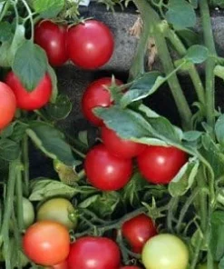 Cherry Falls Tomato Seeds - 10 Seeds - Large Red Cherry Variety - Image 2