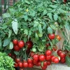 Cherry Falls Tomato Seeds - 10 Seeds - Large Red Cherry Variety - Image 1