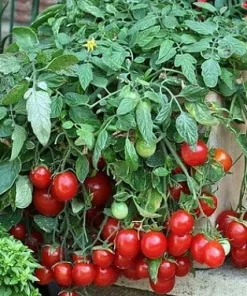 Cherry Falls Tomato Seeds - 10 Seeds - Large Red Cherry Variety - Image 1