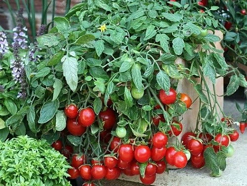 Cherry Falls Tomato Seeds - 10 Seeds - Large Red Cherry Variety - Image 1