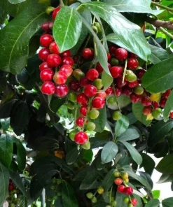Cherry Laurel Live Plant – Prunus caroliniana – 6-12 inch Tall – 2.5 inch Pot – Outdoor Shrub - Image 3