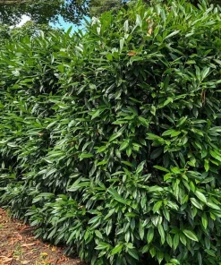 Cherry Laurel Live Plant – Prunus caroliniana – 6-12 inch Tall – 2.5 inch Pot – Outdoor Shrub - Image 4