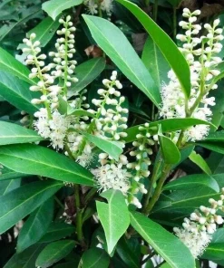 Cherry Laurel Live Plant – Prunus caroliniana – 6-12 inch Tall – 2.5 inch Pot – Outdoor Shrub - Image 5
