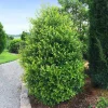 Cherry Laurel Live Plant – Prunus caroliniana – 6-12 inch Tall – 2.5 inch Pot – Outdoor Shrub - Image 1