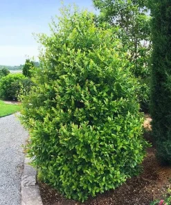 Cherry Laurel Live Plant – Prunus caroliniana – 6-12 inch Tall – 2.5 inch Pot – Outdoor Shrub - Image 1