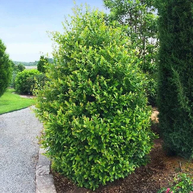 Cherry Laurel Live Plant – Prunus caroliniana – 6-12 inch Tall – 2.5 inch Pot – Outdoor Shrub - Image 1