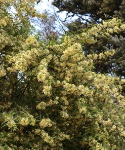 Cherry Prinsepia Seeds - Chinese Sinensis Edible Red Fruit Shrub Seeds, 5 Count - Image 1