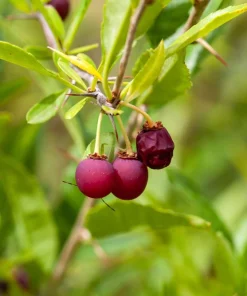 Cherry Prinsepia Seeds - Chinese Sinensis Edible Red Fruit Shrub Seeds, 5 Count - Image 2