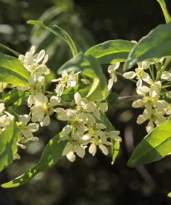 Cherry Prinsepia Seeds - Chinese Sinensis Edible Red Fruit Shrub Seeds, 5 Count - Image 5