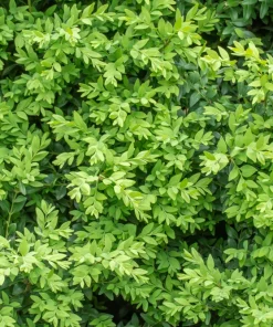 Cherry Prinsepia Seeds - Chinese Sinensis Edible Red Fruit Shrub Seeds, 5 Count - Image 6