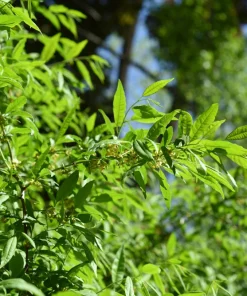 Cherry Prinsepia Seeds - Chinese Sinensis Edible Red Fruit Shrub Seeds, 5 Count - Image 7
