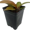Cherry Red Philodendron Live Plant – 2.5 inch Pot – Indoor Houseplant - Image 1
