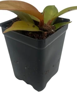 Cherry Red Philodendron Live Plant – 2.5 inch Pot – Indoor Houseplant - Image 1